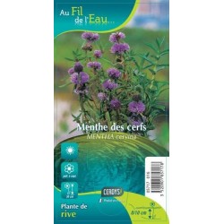 MENTHE des Cerfs G9 AU FIL...