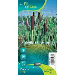TYPHA latifolia G9 AU FIL...