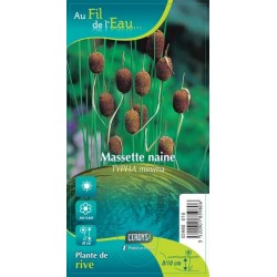 TYPHA minima G9 AU FIL DE...