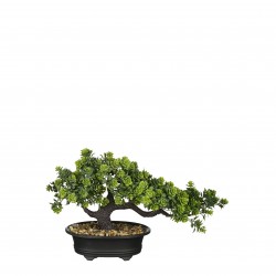 Bonsai Crassula En Pot...