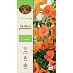 CAMPSIS grandiflora...