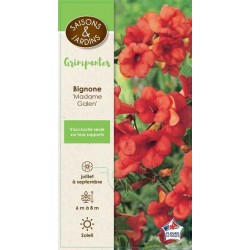 CAMPSIS tagliabuana 'Madame...