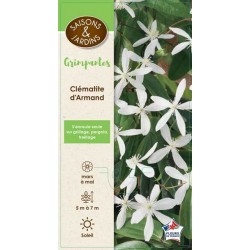 CLEMATIS armandii GPT-PALIS...