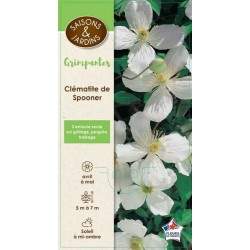 CLEMATIS 'Sponeeri'...