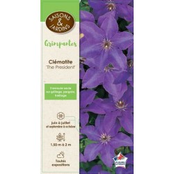 CLEMATIS 'The President'...