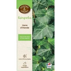 HEDERA hibernica GPT-PALIS...