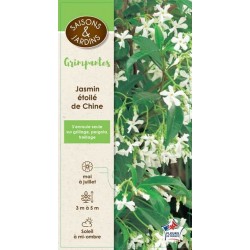 TRACHELOSPERMUM jasminoides...