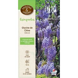 WISTERIA sinensis GPT-PALIS...
