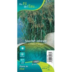 CYPERUS longus G9 AU FIL DE...