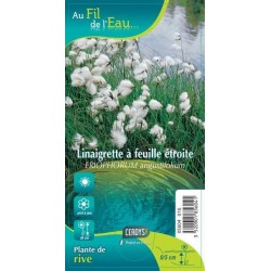 ERIOPHORUM angustifolium G9...