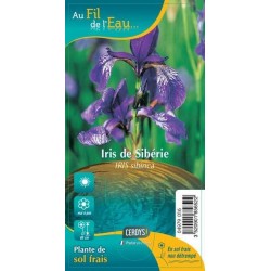 IRIS sibirica blanc et bleu...