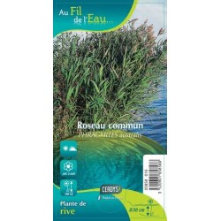 PHRAGMITES australis G9 AU...