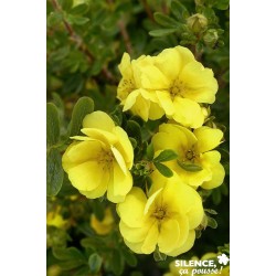 Potentilla Fruticosa Dble...