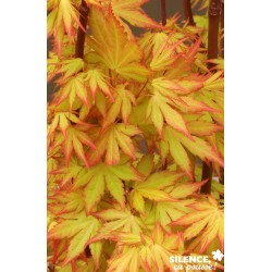 Acer Palmatum Orange Dream...