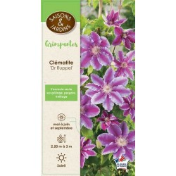 CLEMATIS 'Doctor Ruppel'...