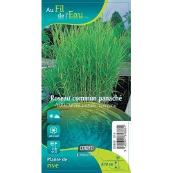 PHRAGMITES australis...