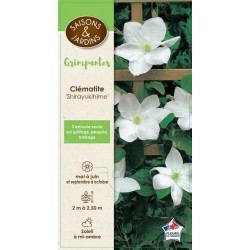 CLEMATIS 'Shirayukihime'...