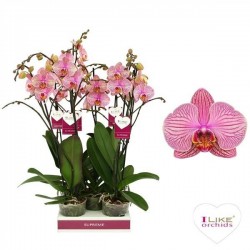 Phalaenopsis 'jupiter'...