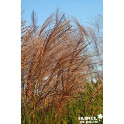 Miscanthus Sinensis...