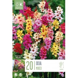 KAPITEYN STANDARD-Ixia...
