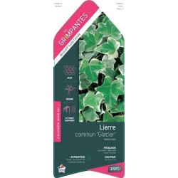 HEDERA helix 'Glacier'...