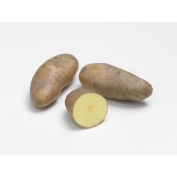 PLANTÉO Pomme de terre...