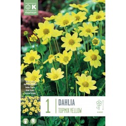 KAPITEYN STANDARD-Dahlia...