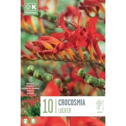 KAPITEYN STANDARD-Crocosmia...