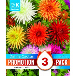 KAPITEYN PROMOTION...