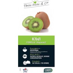 KIWI femelle 'Hayward' C3L...