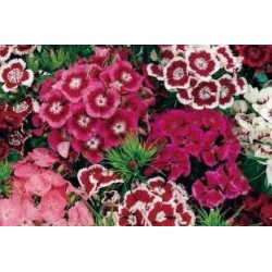 Dianthus barbatus b6g8