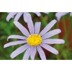 Agathea Coelestris Bl C0.65L