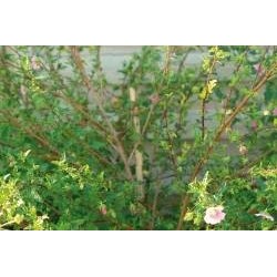 Anisodontea C0.65L