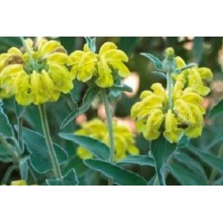 Phlomis C0.65L
