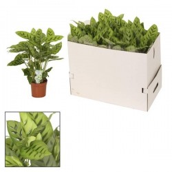 Calathea leopardina h40-p12