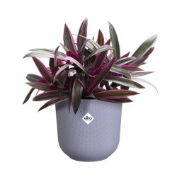 Pot jazz rond Ø12 lavande...