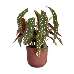 Pot jazz rond Ø14 rouge...