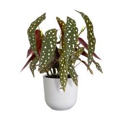 Pot jazz rond Ø19 blanc...