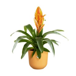 Pot jazz rond Ø19 jaune...