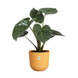 Pot jazz rond Ø23 jaune...