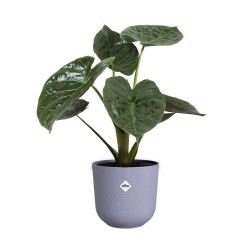 Pot jazz rond Ø23 lavande...