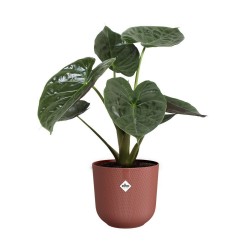 Pot jazz rond Ø26 rouge...