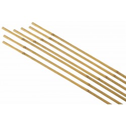 Tuteurs bambou Ø6/8-H60 Lot...