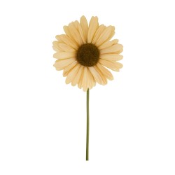 Tige De Gerbera Géant Crème...