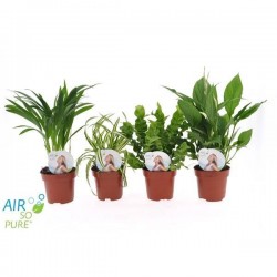 Plante verte air so pure...