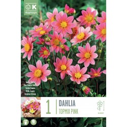 KAPITEYN STANDARD-Dahlia...