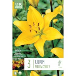 KAPITEYN STANDARD-Lilium...