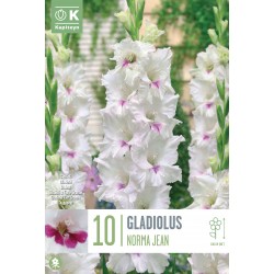 KAPITEYN STANDARD-Gladiolus...