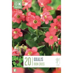 KAPITEYN STANDARD-Oxalis...