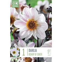 KAPITEYN STANDARD-Dahlia...